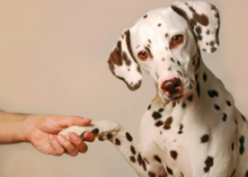 Lire la suite à propos de l’article Médiation Animale